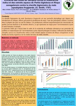 jatropha