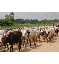 Pastoral Information